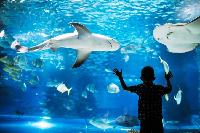 Jakarta Aquarium | Travel palembang ke jakarta